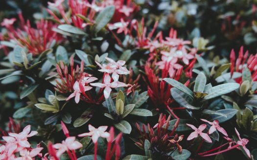 Santan Flowers