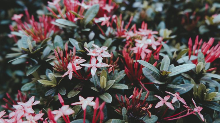 Santan Flowers