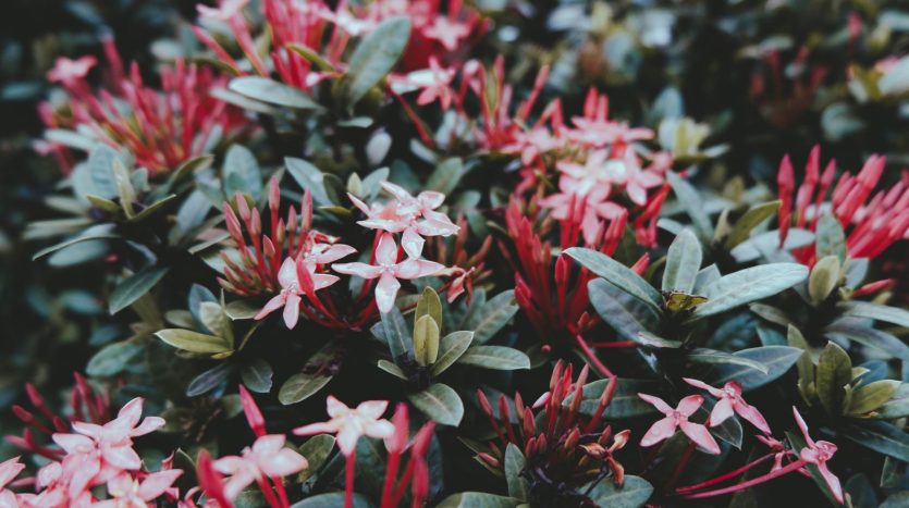 Santan Flowers